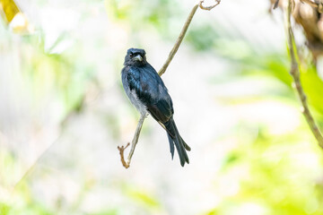 A White-bellied Drongo perches gracefully on a slender branch, its sleek black-blue plumage contrasting with the soft white belly. Sunlight filters through lush greenery in the blurred background.