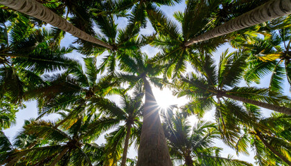 Looking Up at a Canopy of Lush Palm Trees with Sunlight Filtering Through Leaves