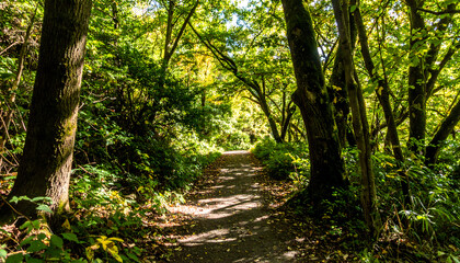 Obraz premium Serene Pathway Winding Through A Vibrant Forest Bathed In Sunlight And Lush Greenery