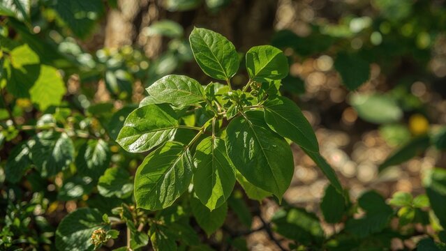 Natural Light Showcasing Moringa Leaves, A Medicinal Herb
