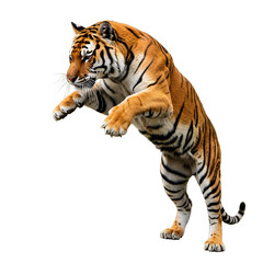 Obraz premium Tiger Jumping High with Orange Fur and Black Stripes on Black