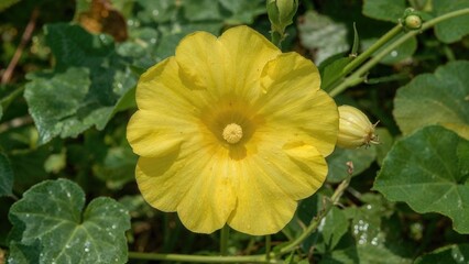 Yellow flower of the Luffa, a warm climate-loving climbing plant related to cucumbers, growing annually.