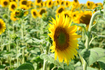 a close up of Sunflower head in bloom with a bee on a sunny day