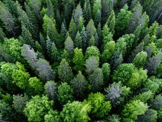 Verdant forest canopy from above.  Dense, multi-hued trees fill the frame