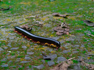 caterpillar on a leaf