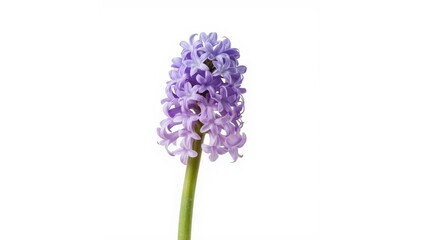 Fototapeta premium Single purple hyacinth against a white backdrop - spring blossom