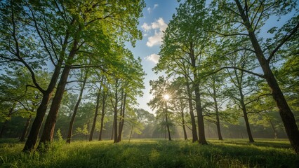 Obraz premium Early sunlight filtering through dense trees in a thriving woodland landscape