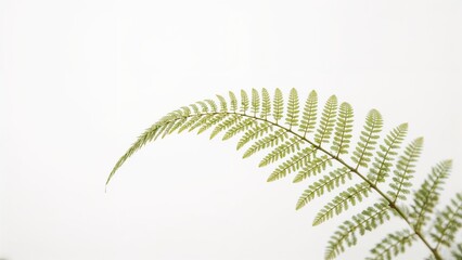 A lone fern leaf showcased on a bright white background