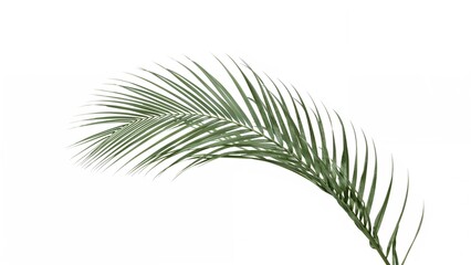 Obraz premium White background featuring single palm leaves