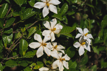 平等院、白色の美しい花、京都、日本