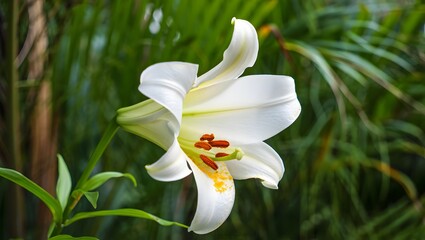 Fototapeta premium Elegant White Lily Bloom