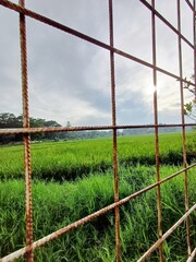Fototapeta premium Rice Field View Through Grid