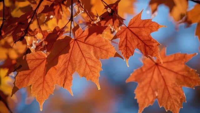 Detailed view of orange autumn foliage with a smooth blue blurred background, isolated nature theme