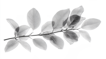 Xray transparent isolated PNG branch. Floral  leaves and stem. Vintage watercolor design for wedding cards, invitations. Spring or summer close-up photo. Elegant minimalist radiography