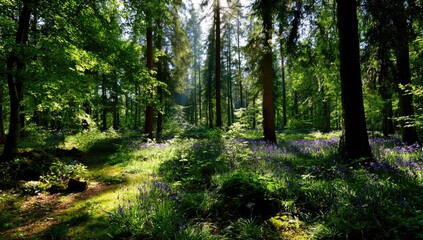 Obraz premium Sunlight filters through a dense woodland, illuminating a carpet of bluebells