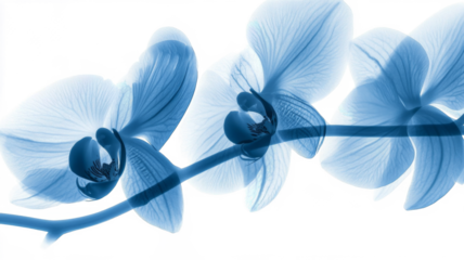 Xray transparent isolated PNG branch. Floral  leaves and stem. Vintage watercolor design for wedding cards, invitations. Spring or summer close-up photo. Elegant minimalist radiography