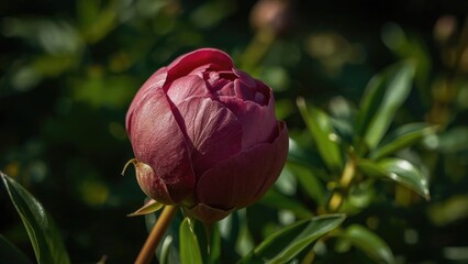 Tender crimson peony foliage in early spring. Seasonal floral backdrop with lush greenery.
