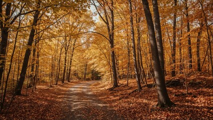 Obraz premium A forest trail in the heart of the woods with trees showcasing fall colors