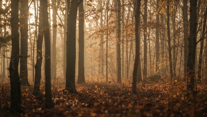 Tree shapes forming a shadowy forest scene
