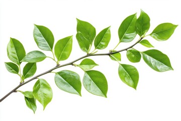 Green leaves on a branch with water droplets