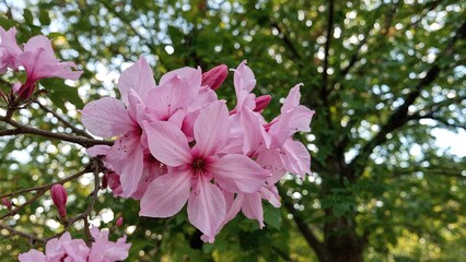 Pink floral display in a natural environment