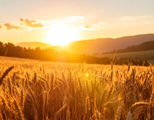 Obraz premium Golden wheat field at sunset (18)
