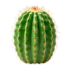Cactus Beauty: An eye-level capture of a vibrant cactus. Its strong spines point outwards, hinting at the resilient and unique spirit of this plant.