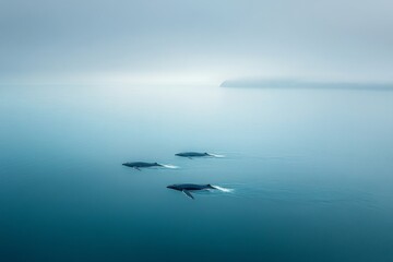 Fototapeta premium Three Humpback Whales Swimming in Foggy Ocean