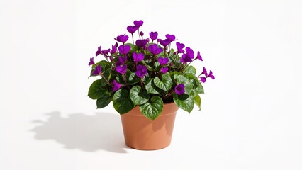 Fototapeta premium Isolated purple cyclamen in a container on a plain white surface