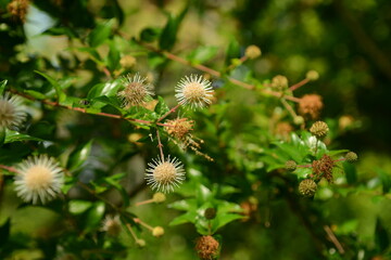 Adina rubella Hance (Gu-seul-kkot-na-mu) ripe fruit clusters showcasing ornamental beauty and traditional medicinal benefits. Photographed in Korea.