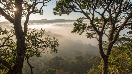 Obraz premium Morning fog draping vibrant forest, capturing serene landscape essence