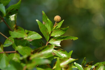 Adina rubella Hance (Gu-seul-kkot-na-mu) unripe green fruit clusters with potential medicinal and ornamental value. Photographed in Korea.