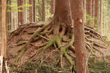 A tree with roots growing out of it