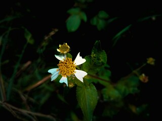 yellow flower on green background