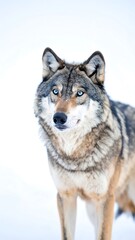 Gray wolf in snow