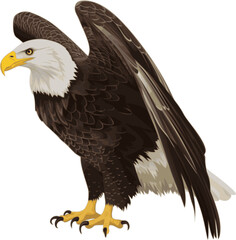 Eagle vector illustration