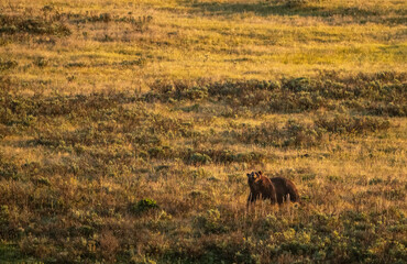 Large Grizzly Bear Sniffs At The Air In Sage Brush Meadow Of Yellowstone