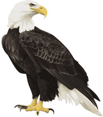 Eagle vector illustration