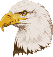 Eagle vector illustration