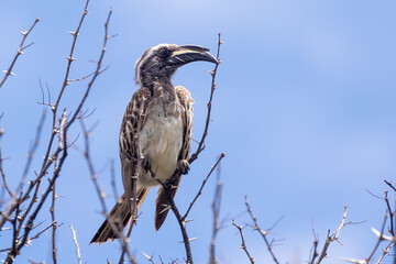 Male African Grey Hornbill or Southern Grey Hornbill (Tockus nasutus epirhinus)  in bush Kalahari, Northern Cape, South Africa