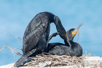 Breeding pair of Cape Cormorants (Phalacrocorax capensis) on nesting platform on Bird Island, Lamberts Bay, West Coast, South Africa, near threatened
