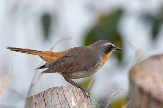 Cape Robin-chat (Cossypha caffra caffra), (Dessonornis caffer) perched on a tree stump in woodland, Swellendam,  Western Cape, South Africa,