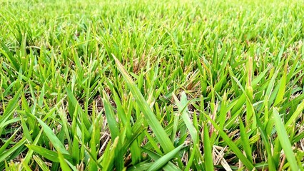 Close-up of vibrant green grass blades, representing freshness, natural growth, summer season, and eco-friendly background