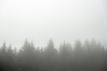 Line of Pine Trees Obscured In Fog