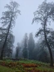 fog in the forest