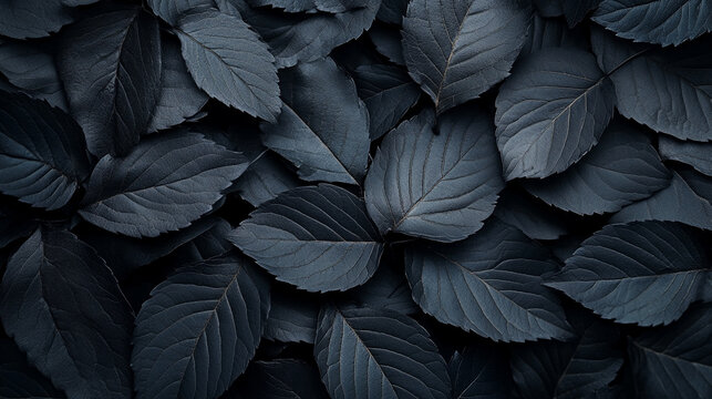 A textured close-up of a pile of dark, almost black leaves, creating a mysterious and elegant background.