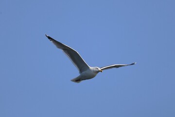 Mewa srebrzysta Larus argentatus na tle nieba