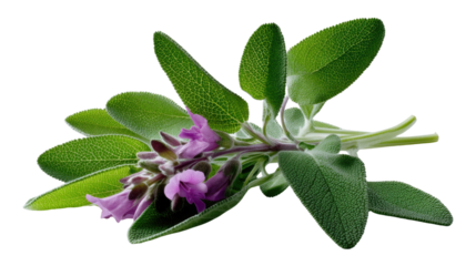Sage Blossom: A close-up showcases the elegant sage plant, its delicate lavender flowers and verdant leaves creating a vibrant, calming composition.