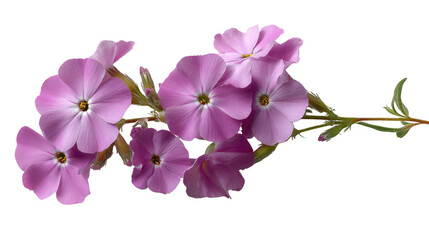 Pink Phlox Blossoms: A close-up shot showcases delicate pink phlox blossoms, their petals gracefully arranged against a soft background. Each bloom reveals intricate details.