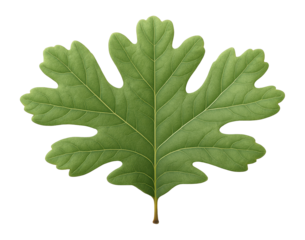 White oak leaf with rounded lobes and deep sinuses